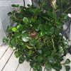 Thumbnail #5 of Peperomia obtusifolia by James2nd