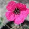 Thumbnail #2 of Geranium cinereum var. subcaulescens by philomel