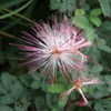 Thumbnail #4 of Calliandra conferta by Agaveguy