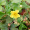 Thumbnail #5 of Waldsteinia ternata by growin