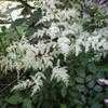 Thumbnail #4 of Astilbe x arendsii by Todd_Boland
