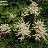 Thumbnail #3 of Astilbe x arendsii by handhelpers