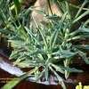 Thumbnail #4 of Senecio kleiniiformis by Calif_Sue