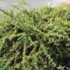 Thumbnail #5 of Cotoneaster salicifolius by Rickwebb