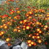 Thumbnail #3 of Drosanthemum speciosum by GardenGuyKin