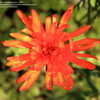 Thumbnail #2 of Drosanthemum speciosum by GardenGuyKin