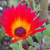 Thumbnail #5 of Drosanthemum speciosum by romandoguinn