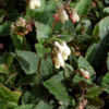 Thumbnail #4 of Symphytum grandiflorum by growin