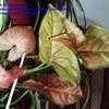 Thumbnail #1 of Syngonium podophyllum by lupinelover