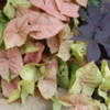 Thumbnail #5 of Syngonium podophyllum by mgarr