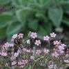 Thumbnail #4 of Gypsophila repens by SalmonMe