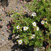 Thumbnail #1 of Chamaebatia foliolosa by growin