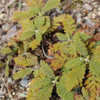 Thumbnail #2 of Chamaebatia foliolosa by growin