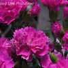 Thumbnail #3 of Dianthus caryophyllus by DaylilySLP