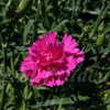 Thumbnail #5 of Dianthus caryophyllus by DaylilySLP