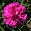 Thumbnail #4 of Dianthus caryophyllus by DaylilySLP