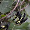 Thumbnail #4 of Kennedia nigricans by ragpics