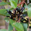 Thumbnail #5 of Kennedia nigricans by growin