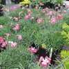 Thumbnail #2 of Dianthus gratianopolitanus by dicentra63