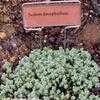 Thumbnail #5 of Sedum dasyphyllum by Happenstance