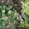 Thumbnail #2 of Sedum dasyphyllum by jody