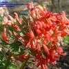 Thumbnail #1 of Corydalis solida by ulfhocke