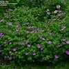 Thumbnail #2 of Geranium sanguineum by northgrass