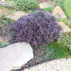 Thumbnail #2 of Loropetalum chinense by plantfreak78