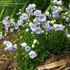 Thumbnail #3 of Campanula cochlearifolia by altagardener