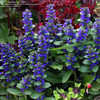 Thumbnail #3 of Ajuga genevensis by AnniesAnnuals