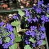 Thumbnail #2 of Ajuga genevensis by Calif_Sue