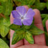 Thumbnail #4 of Vinca major by growin