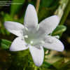 Thumbnail #3 of Richardia grandiflora by Adrastia217