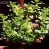 Thumbnail #2 of Sedum confusum by GardenGuyKin