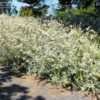 Thumbnail #3 of Helichrysum petiolare by RosinaBloom