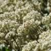 Thumbnail #4 of Helichrysum petiolare by RosinaBloom