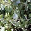 Thumbnail #5 of Helichrysum petiolare by RosinaBloom