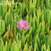 Thumbnail #5 of Carpobrotus acinaciformis by cobra2326