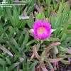 Thumbnail #2 of Carpobrotus acinaciformis by palmbob