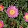 Thumbnail #1 of Carpobrotus acinaciformis by Ulrich