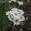 Thumbnail #3 of Achillea ageratifolia by altagardener