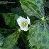 Thumbnail #4 of Podophyllum hexandrum by bootandall