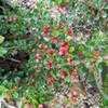 Thumbnail #4 of Cotoneaster apiculatus by Equilibrium