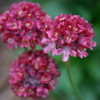 Thumbnail #4 of Armeria pseudarmeria by art_n_garden