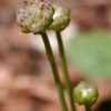 Thumbnail #3 of Armeria pseudarmeria by art_n_garden