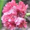 Thumbnail #5 of Armeria pseudarmeria by EstelleMirage