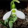 Thumbnail #3 of Galanthus elwesii by Evert