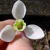 Thumbnail #4 of Galanthus elwesii by Evert