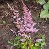 Thumbnail #1 of Astilbe chinensis by boojum