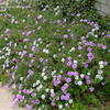 Thumbnail #2 of Lantana montevidensis by vossner